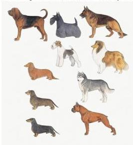 These dogs are different breeds but they are all the same species