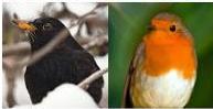The blackbird and robin are different species of bird.