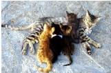 Cat with kittens, each with different fur colouration