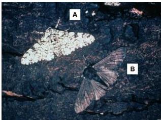 The photograph shows two forms of the same species of peppered moth.