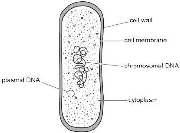Simplified structure of a bacterial cell